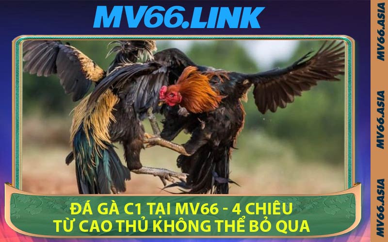 Đá Gà C1 Tại MV66 - 4 Chiêu Từ Cao Thủ Không Thể Bỏ Qua