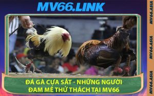Đá Gà Cựa Sắt - Những Người Đam Mê Thử Thách Tại MV66