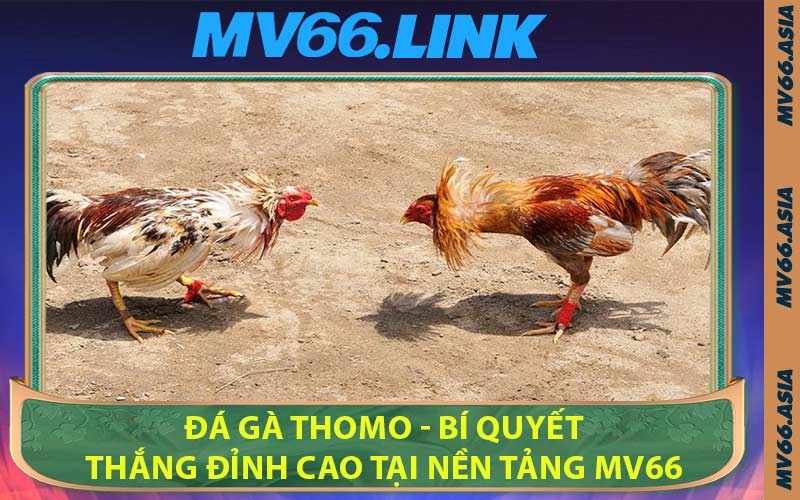 Đá Gà Thomo - Bí Quyết Thắng Đỉnh Cao Tại Nền Tảng MV66