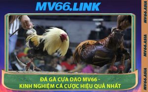 Đá Gà Cựa Dao MV66 - Kinh Nghiệm Cá Cược Hiệu Quả Nhất