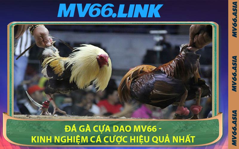 Đá Gà Cựa Dao MV66 - Kinh Nghiệm Cá Cược Hiệu Quả Nhất